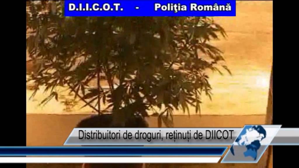 Distribuitori de droguri, reținuți de DIICOT