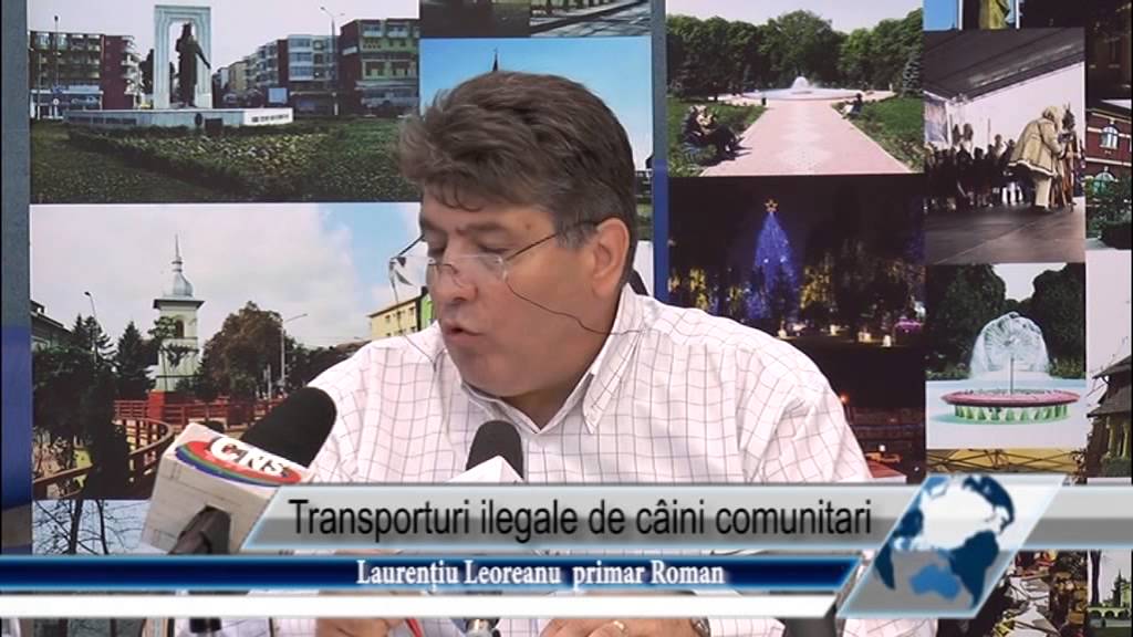 Transporturi ilegale de câini comunitari