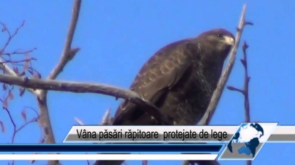 Vâna păsări răpitoare protejate de lege