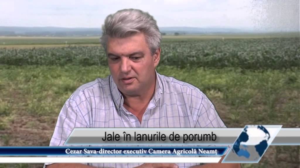 Jale în lanurile de porumb