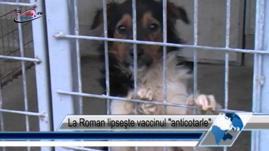 La Roman lipseşte vaccinul anticotarle