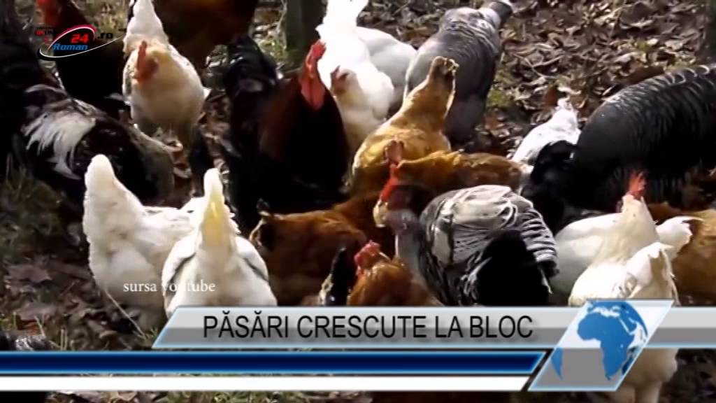 PĂSĂRI CRESCUTE LA BLOC