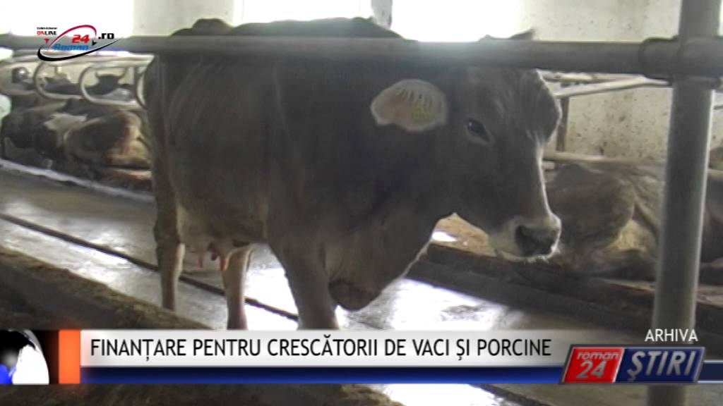 FINANȚARE PENTRU CRESCĂTORII DE VACI ŞI PORCINE