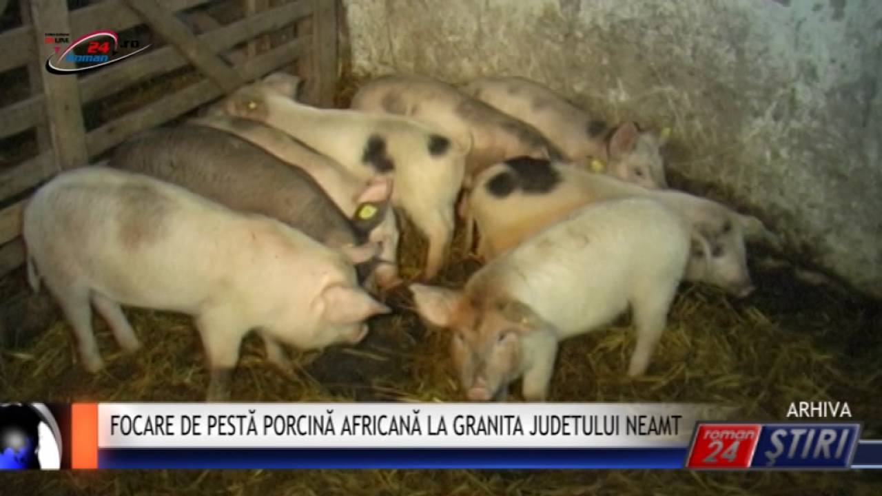 FOCARE DE PESTĂ PORCINĂ AFRICANĂ LA GRANITA JUDETULUI NEAMT