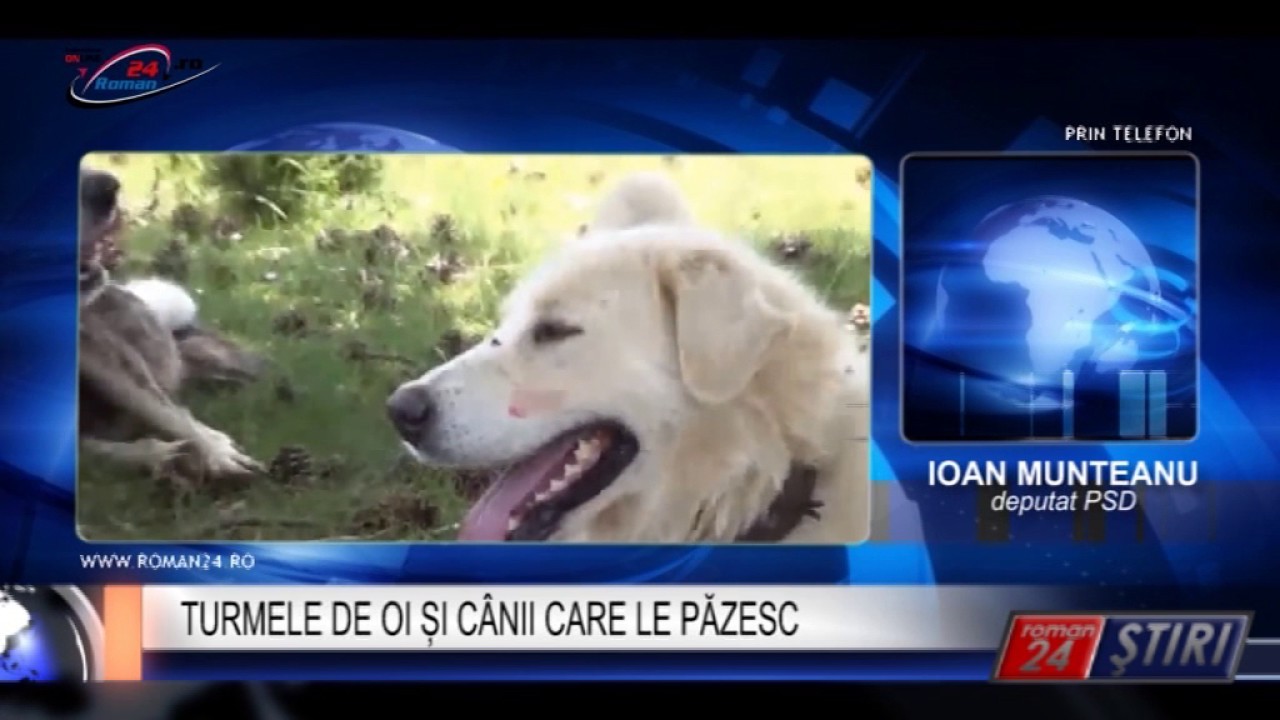 TURMELE DE OI ȘI CÂINII CARE LE PĂZESC