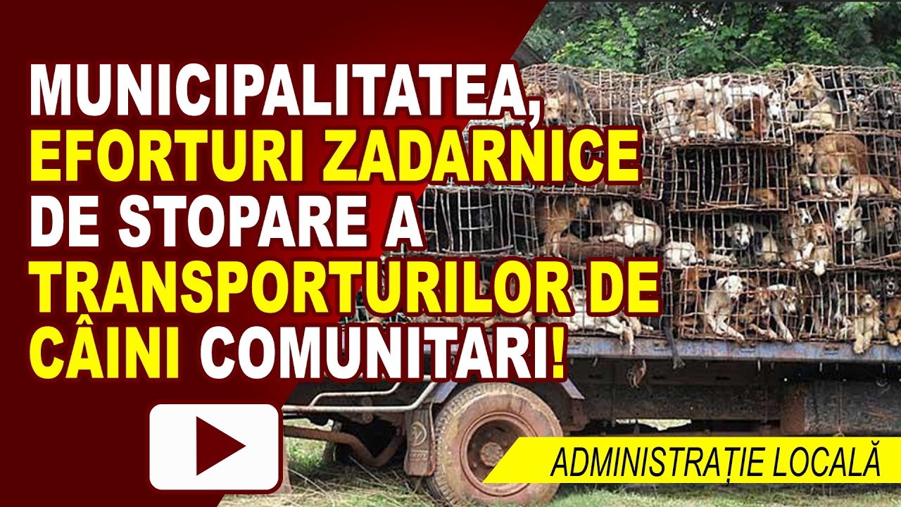 CÂINII COMUNITARI DAU BĂTĂI DE CAP PRIMĂRIEI