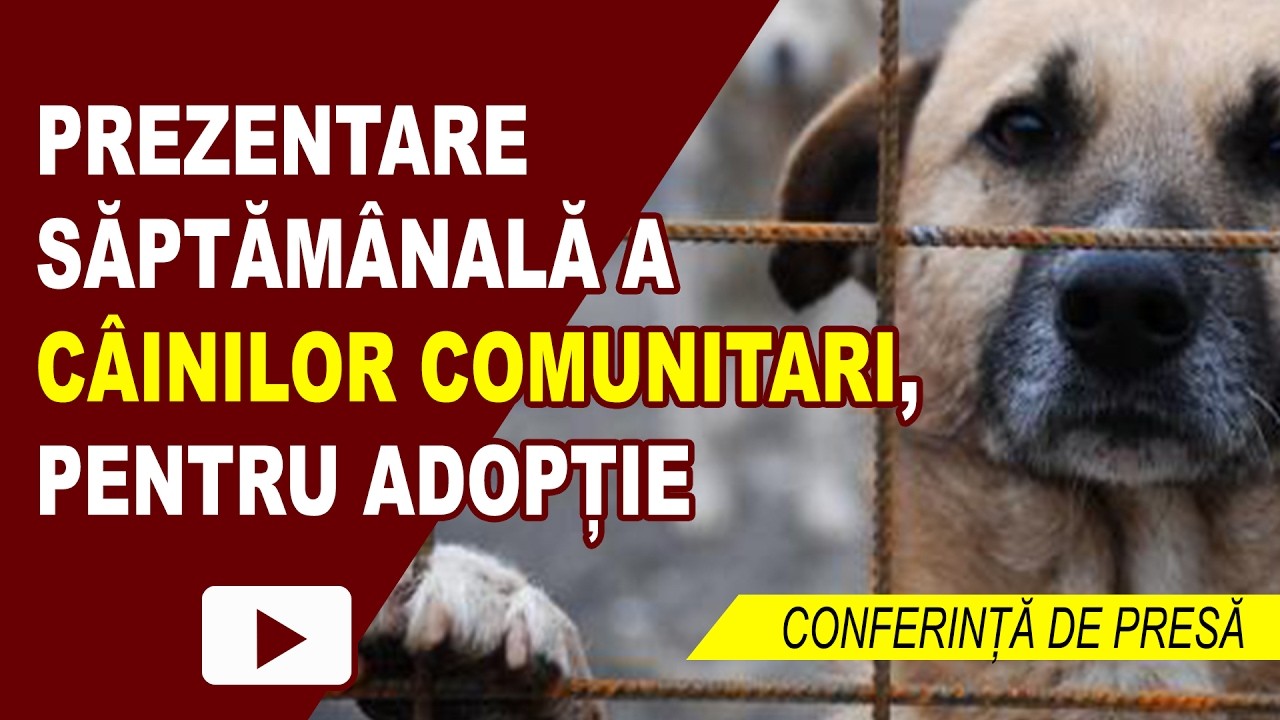 PRIMĂRIA ÎNCURAJEAZĂ ADOPȚIA CÂINILOR COMUNITARI