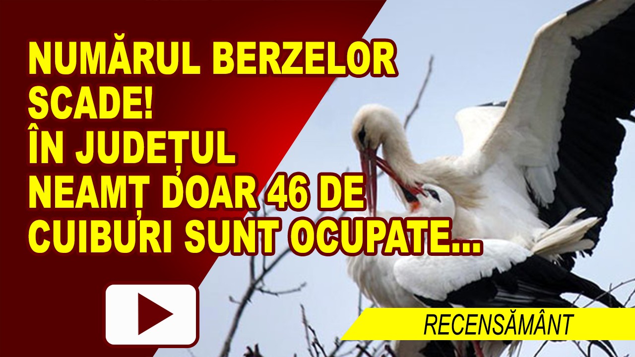 BERZE CUIB