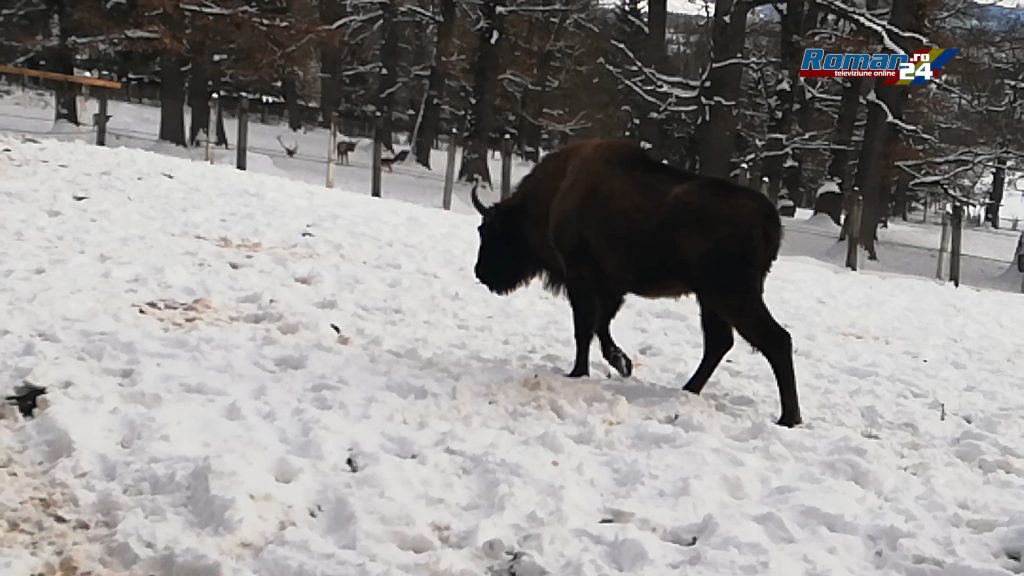 VID_20190113_130029024.Still001