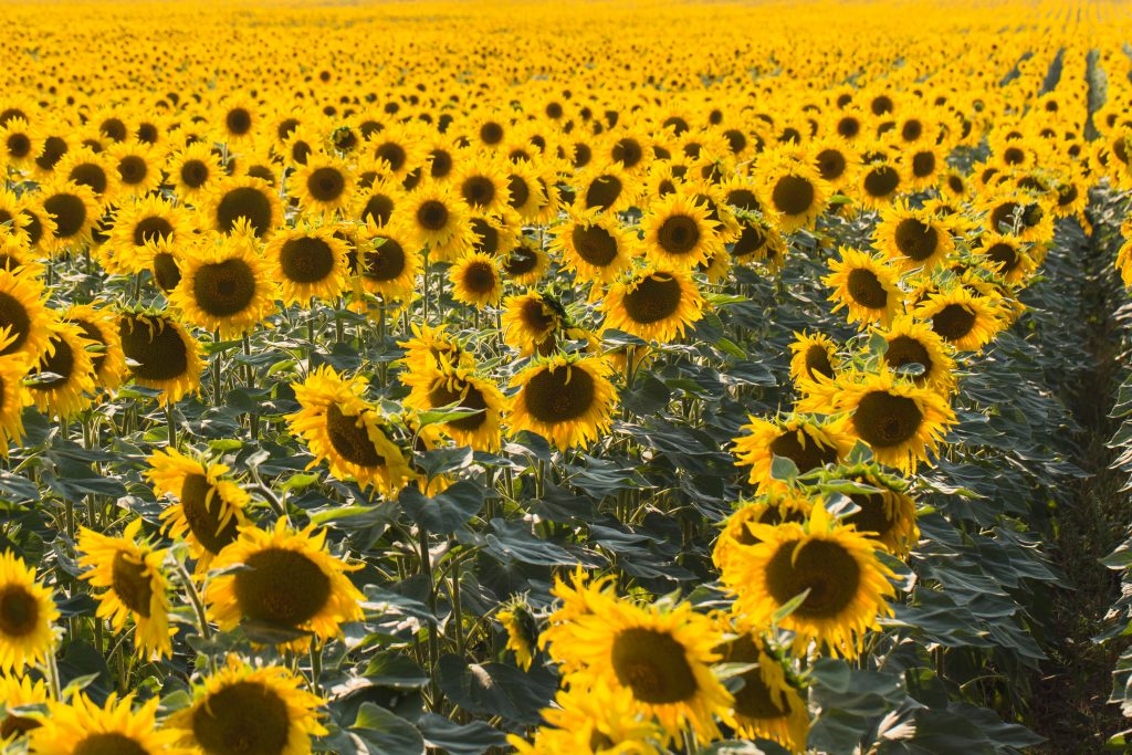 Field of sunflowers. Composition of nature.