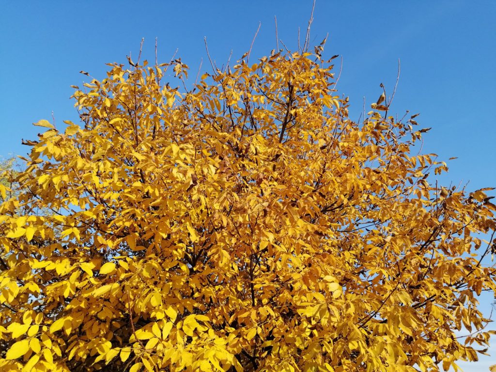 74283579_413304199356660_1483193155250552832_n