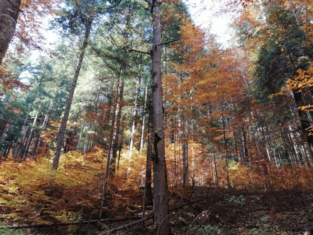 73341406_616985285499342_7786121399445225472_n