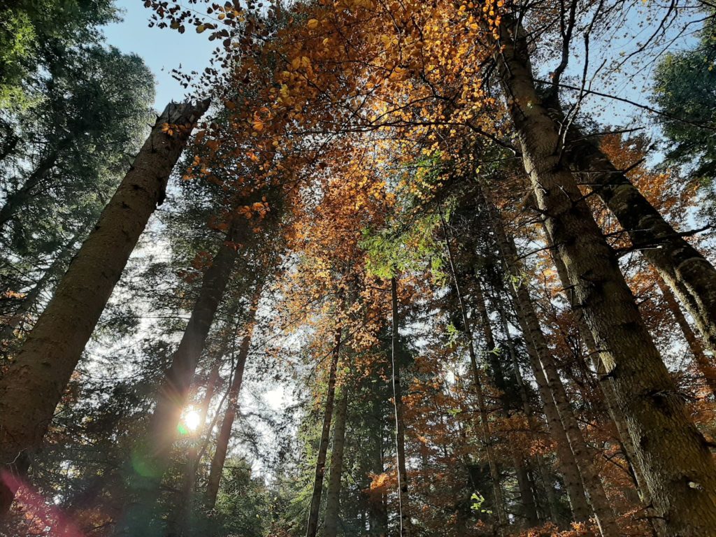 74961388_1159452247592674_3558494504837185536_n