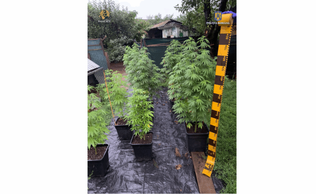 canabis neamt