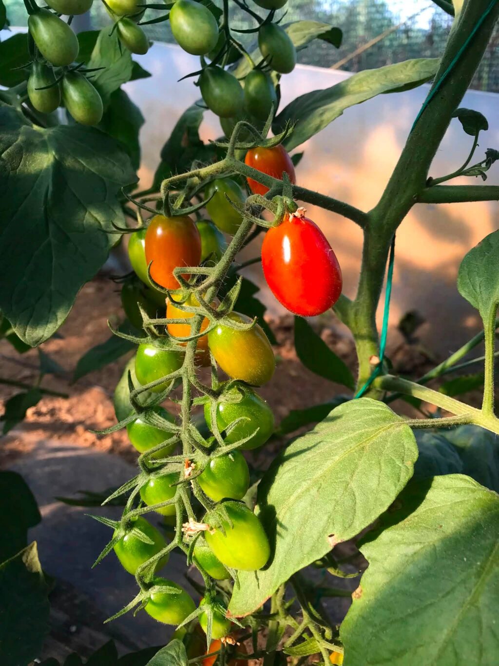 Gradina cu legume Nisiporesti