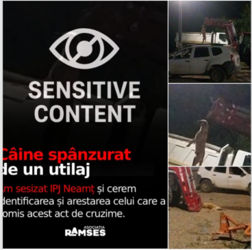 cai spanzurat