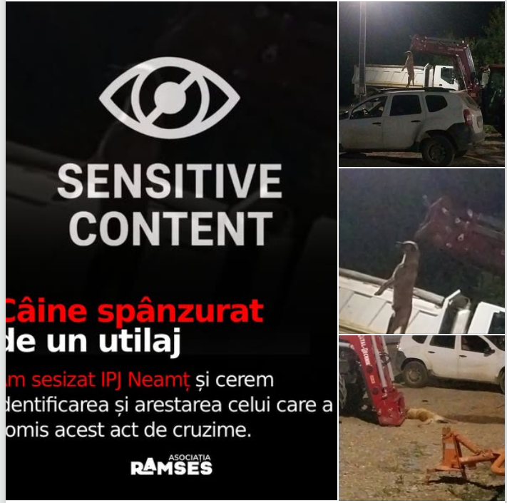 cai spanzurat